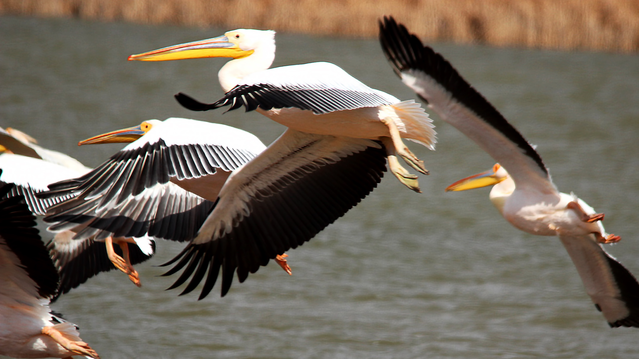 Great White Pelican